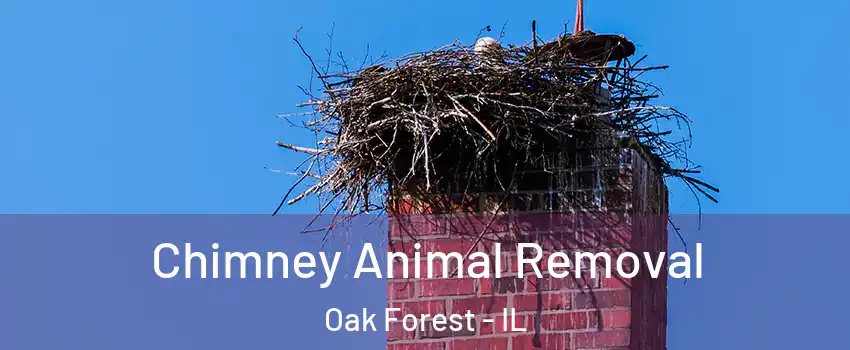  Chimney Animal Removal Oak Forest - IL
