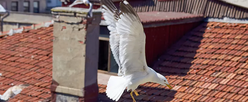 Residential Chimney Animal Removal Solution in Oak Forest, IL